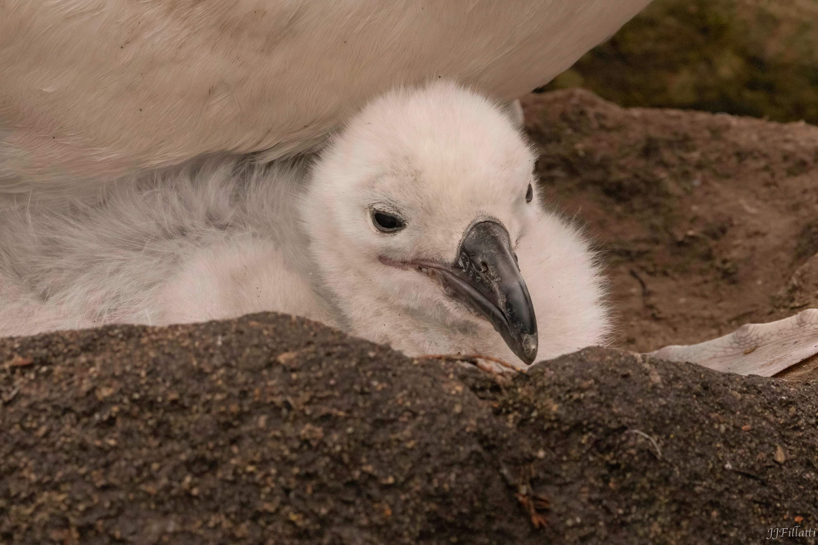 bird of the falklands image 100